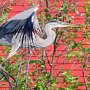 Heron TakeOff Against Red Building (18X24 Matt  12X18 Print) JAH-205